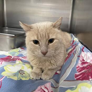 Domestic Short Hair Cats Available for Adoption - Winnie | PetCurious