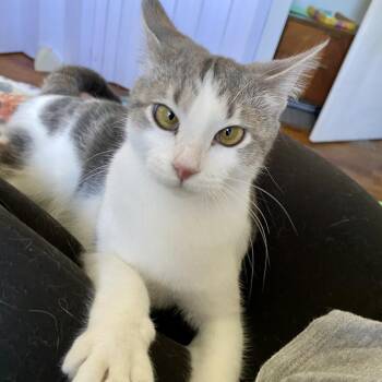 Pia -  Domestic Short Hair Cat for Adoption in Herrin, Illinois - Pia | PetCurious