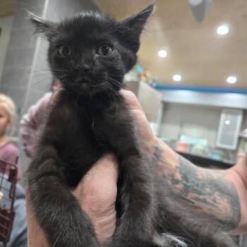Milly -  Domestic Short Hair Cat for Adoption in Sioux Falls, South Dakota - Milly | PetCurious