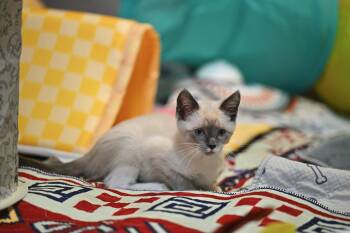 Fresca - Soda Pop Kittens -  Siamese and Ragdoll Cat for Adoption in Falmouth, Maine - Fresca - Soda Pop Kittens | PetCurious