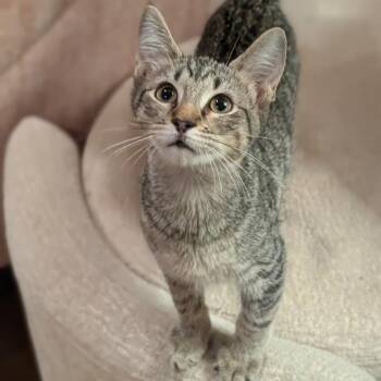 Jessie -  Domestic Short Hair Cat for Adoption in Fort Worth, Texas - Jessie | PetCurious