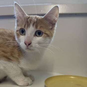 Sunny D -  Domestic Short Hair Cat for Adoption in Chilliwack, British Columbia - Sunny D | PetCurious
