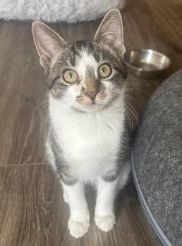 Domestic Short Hair Cats Available for Adoption - Ellipsis | PetCurious