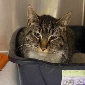 Wolfie -  Domestic Short Hair Cat Available for Adoption in Garfield, Arkansas - Wolfie | PetCurious