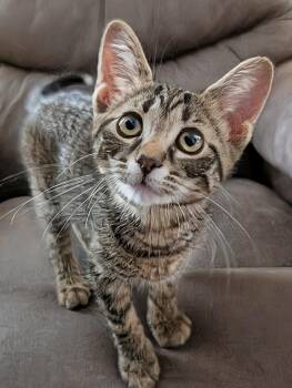 Brie MD -  Tabby Cat for Adoption - Brie MD | PetCurious