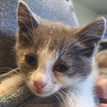 Sterling -  Domestic Medium Hair Cat for Adoption in Indiana, Pennsylvania - Sterling | PetCurious