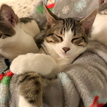 Rescue Domestic Short Hair and Tabby Cats for Adoption in Springfield, Oregon - Alvin | PetCurious