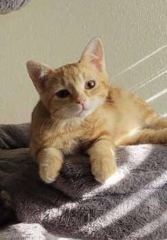Eden -  Domestic Short Hair Cat for Adoption in Riverside, California - Eden | PetCurious