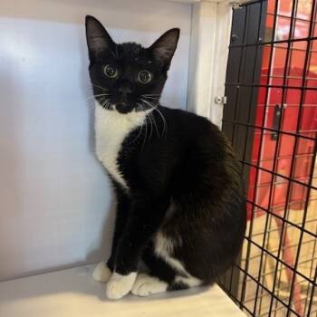 Rescue Domestic Short Hair Cats for Adoption in Sarasota, Florida - Biscuit (10) | PetCurious