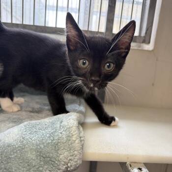 Salt -  Domestic Short Hair Cat for Adoption in Goleta, California - Salt | PetCurious