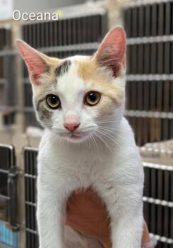 OCEANA -  Domestic Short Hair Cat for Adoption in Sandusky, Ohio - OCEANA | PetCurious