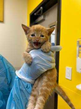 Fred -  Domestic Short Hair Cat for Adoption in Raleigh, North Carolina - Fred | PetCurious