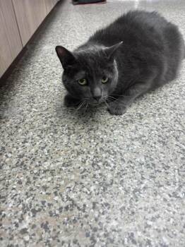 Saratoga -  American Shorthair Cat for Adoption in Van Wert, Ohio - Saratoga | PetCurious