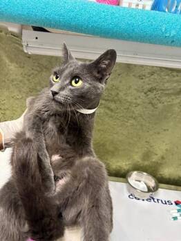 CATHERINE -  Domestic Short Hair Cat for Adoption in Riverside, California - CATHERINE | PetCurious