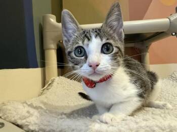 Rescue Domestic Short Hair Cats for Adoption in Santa Clara, California - CANNELINI | PetCurious