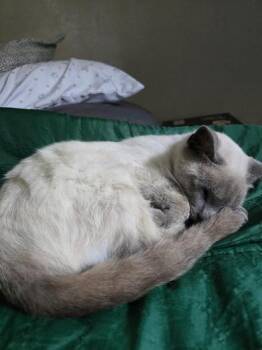 Domestic Short Hair Cats Available for Adoption in Liverpool, Texas - Wade | PetCurious