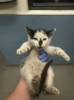 ENZO -  Domestic Short Hair Cat Available for Adoption in Doral, Florida - ENZO | PetCurious
