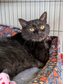 Domestic Short Hair Cats Available for Adoption - Flora | PetCurious
