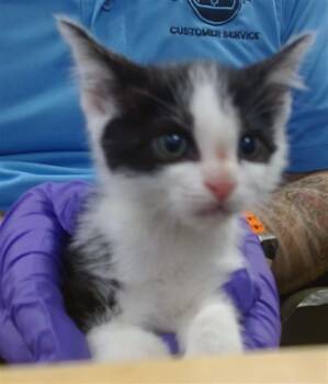 Domestic Short Hair Cats Available for Adoption in Doral, Florida - MISSY | PetCurious