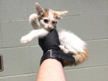 Domestic Short Hair Cats Available for Adoption in Thousand Palms, California - SOPHITIA | PetCurious