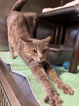 Mona -  Domestic Short Hair Cat for Adoption in Metter, Georgia - Mona | PetCurious