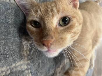 Rescue Tabby Cats for Adoption in Cleveland, Ohio - CRICKET | PetCurious