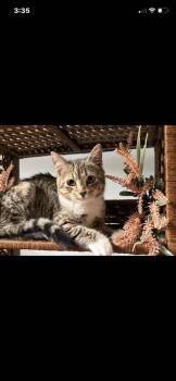 Domestic Short Hair Cats Available for Adoption in Gainesville, Florida - Hudson | PetCurious