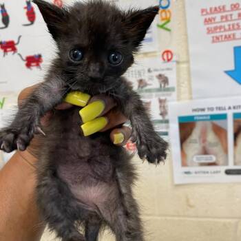 Shaka -  Domestic Short Hair Cat for Adoption in Memphis, Tennessee - Shaka | PetCurious