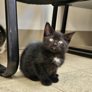 Wookie -  Domestic Short Hair Cat for Adoption in Bluffton, Indiana - Wookie | PetCurious