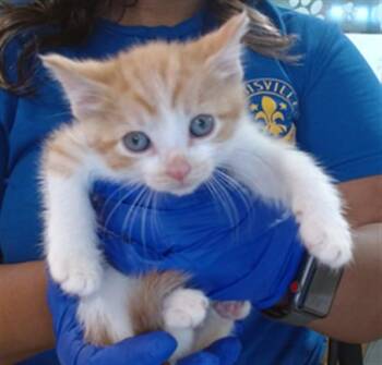 B. MCGEE -  Domestic Short Hair Cat for Adoption in Louisville, Kentucky - B. MCGEE | PetCurious