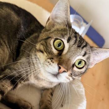 Domestic Short Hair Cats Available for Adoption in Fort Worth, Texas - Zander | PetCurious