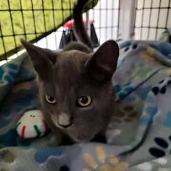 Doug -  Domestic Short Hair Cat for Adoption in Belfair, Washington - Doug | PetCurious