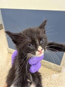 Domestic Short Hair Cats Available for Adoption in Doral, Florida - LUNITA | PetCurious