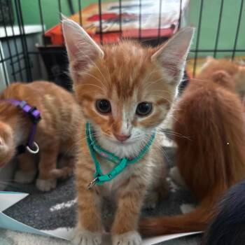 Lyra -  Domestic Short Hair Cat for Adoption in Tampa, Florida - Lyra | PetCurious