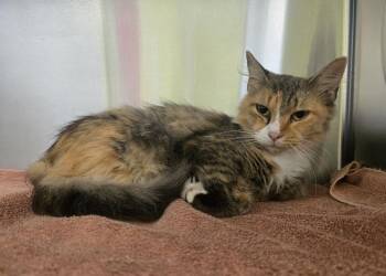Pandora -  Calico Cat for Adoption in Dickson, Tennessee - Pandora | PetCurious