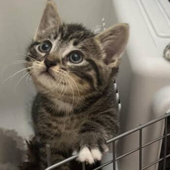 Domestic Short Hair Cats Available for Adoption in Long Beach, California - Willow | PetCurious