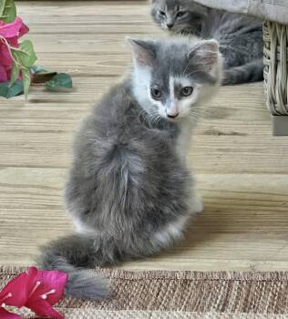 Juno -  Domestic Long Hair Cat for Adoption in West Palm Beach, Florida - Juno | PetCurious