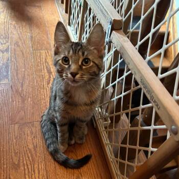 ALBA -  Tabby Cat for Adoption in Delhi, Ontario - ALBA | PetCurious