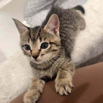 Rescue Tabby Cats for Adoption in Waxhaw, North Carolina - Azriel | PetCurious