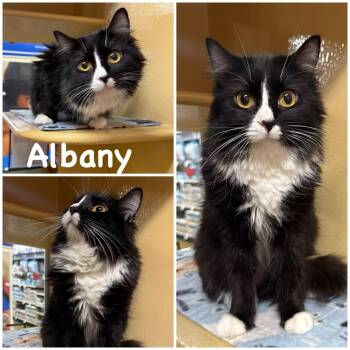 Domestic Long Hair Cats Available for Adoption - Albany | PetCurious