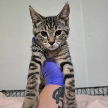 Baby Yoda -  Domestic Short Hair Cat for Adoption in Winthrop, Maine - Baby Yoda | PetCurious
