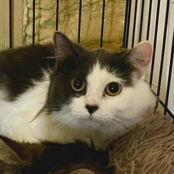 Domestic Long Hair Cats Available for Adoption in Park Falls, Wisconsin - Raspberry | PetCurious