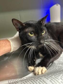 SIR WHISKERTON -  Domestic Short Hair Cat for Adoption in Jacksonville, Florida - SIR WHISKERTON | PetCurious