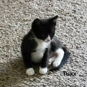 Tuxx -  Domestic Short Hair Cat for Adoption in Ferndale, Washington - Tuxx | PetCurious