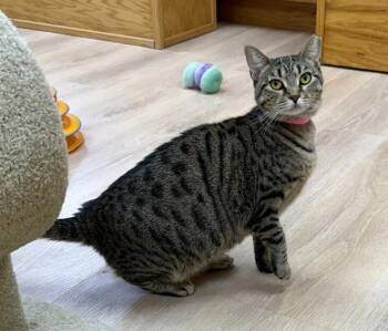 Savannah -  Domestic Short Hair Cat for Adoption in Medina, Ohio - Savannah | PetCurious