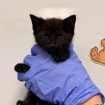 gomez -  Domestic Short Hair Cat for Adoption in Chattanooga, Tennessee - Gomez | PetCurious