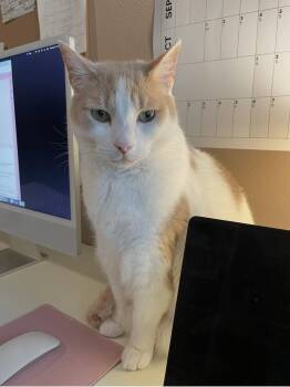 Domestic Short Hair Cats Available for Adoption in Williamsburg, Iowa - Turkish (Courtesy Listing) | PetCurious
