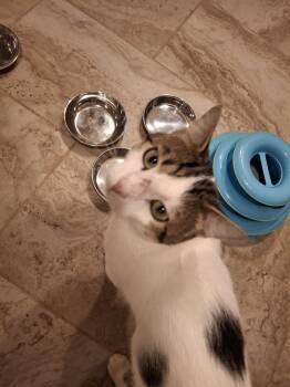 Domestic Short Hair Cats Available for Adoption in West Peoria, Illinois - Heartly | PetCurious