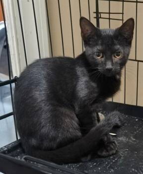 Night -  Domestic Short Hair Cat for Adoption in Evans, Georgia - Night | PetCurious