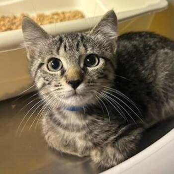 Fezzik -  Domestic Short Hair Cat for Adoption in Knoxville, Tennessee - Fezzik | PetCurious